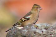 Pinsà comú (Fringilla coelebs)