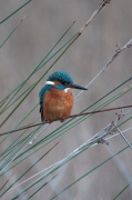 Blauet. Alcedo atthis.