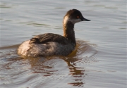 Cabussó coll-negre (Podiceps nigricollis)