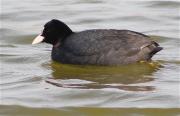 Fotja (Fulica atra)