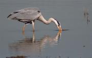 Bernat pescaire (Ardea cinerea)