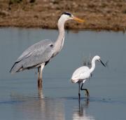 Bernat pescaire (Ardea cinerea) i Martinet blanc (Egretta garzetta)