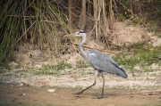 Bernat pescaire (Ardea Cinerea)