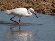 Martinet blanc (Egretta garzetta)