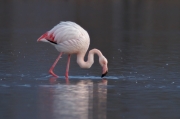 Flamenc (Phoenicopterus ruber)