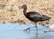 Capó reial (Plegadis falcinellus)