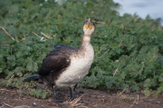 Corb marí (Phalacrocorax carbo)