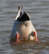 Ànec collverd (Anas platyrhynchos)