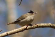 Mascle de Tallarol de casquet (Sylvia atricapilla)