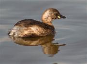 Cabusset (Tachybaptus ruficollis)