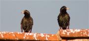 Estornell vulgar (Sturnus vulgaris)