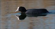 Fotja (Fulica atra)