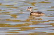 Jove de polla blava (Porphyrio porphyrio) 1/3