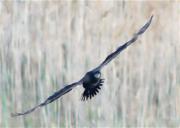 Corb marí gros (Phalacrocorax carbo)  2/5