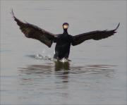 Corb marí gros (Phalacrocorax carbo)  5/5