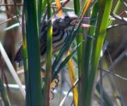 Jove de Martinet menut (Ixobrychus minutus) reclamant el menjar