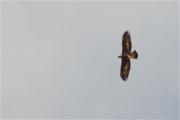 Imatge testimonial d'Àguila daurada (Aquila chrysaetos)