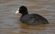 Fotja (Fulica atra)