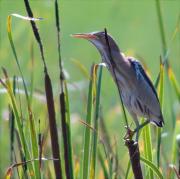 Martinet menut (Ixobrychus minutus)