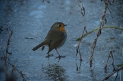 Pit roig (Erithacus rubecola)