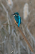 Blauet. Alcedo atthis