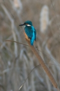 Blauet. Alcedo atthis