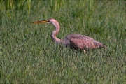 Agró roig (Ardea purpurea)