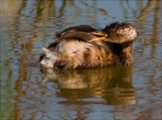 Jove de Cabusset (Tachybaptus ruficollis)