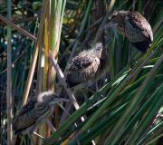 Joves de Martinet menut (Ixobrychus minutus) a l'espera