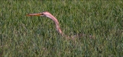 Agró roig (Ardea purpurea)