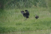 Capó reial ( Plegadis fascinellus )