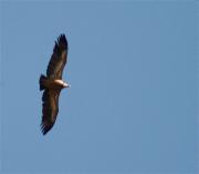 Voltor comú (Gyps fulvus)