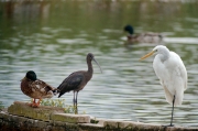 Agró blanc (Ardea alba), Capó reial ( Plegadis fascinellus )