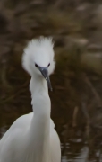 Martinet blanc (Egretta garzetta)