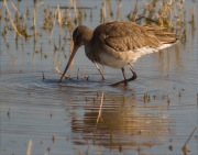 Tètol cuanegre (Limosa limosa)