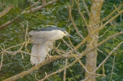 Martinet de nit (Nycticorax nycticorax)