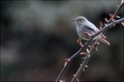 Cotxa Fumada (Phoenicurus ochruros)