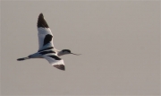 Bec d'alena ( Recurvirostra avosetta) en vol