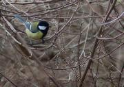 Mallarenga carbonera (Parus major)