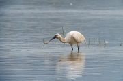 Bec Planer (Platalea leucorodia)