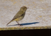 Mosquiter comú (Phylloscopus collybita)