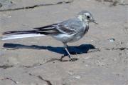 Jove de Cuereta blanca (Motacilla alba)