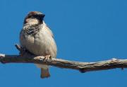 Pardal comú (Passer domesticus)