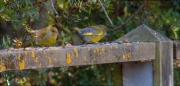 Verdum (Carduelis chloris)