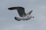 Gavià argentat (Larus michahellis)