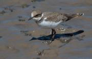 Jove de Corriol petit (Charadrius dubius)