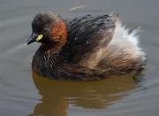 Cabusset (Tachybaptus ruficollis)