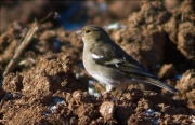 Femella de Pinsà comú (Fringilla coelebs)