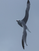 Gavina corsa (Larus audouinii)