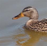 Ànec collverd (Anas platyrhynchos)